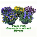 Afbeelding van Viola P23 Schaal diverse kleuren
